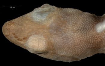 Media type: image;   Herpetology R-10933 Aspect: head dorsal
